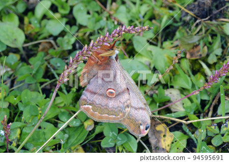 A male Himeyamayu with closed wings (Shiretoko, Hokkaido) A male Himeyamayu with closed wings (Shiretoko, Hokkaido) 94595691