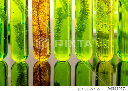 Algae biofuel has a low carbon footprint. Algae biofuel has a low carbon footprint. 94595957