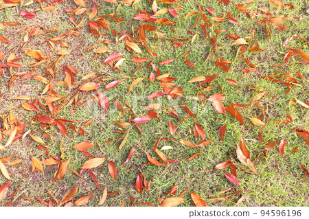 Meadow fallen leaves Meadow fallen leaves 94596196