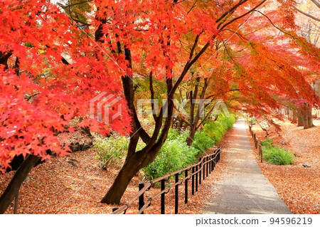 Autumn leaves of Ueda castle ruins park Autumn leaves of Ueda castle ruins park 94596219