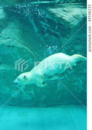 Asahiyama Zoo: baby polar bear (Asahikawa City, Hokkaido) Asahiyama Zoo: baby polar bear (Asahikawa City, Hokkaido) 94596233