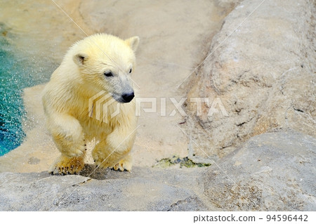 Asahiyama Zoo: baby polar bear (Asahikawa City, Hokkaido) Asahiyama Zoo: baby polar bear (Asahikawa City, Hokkaido) 94596442