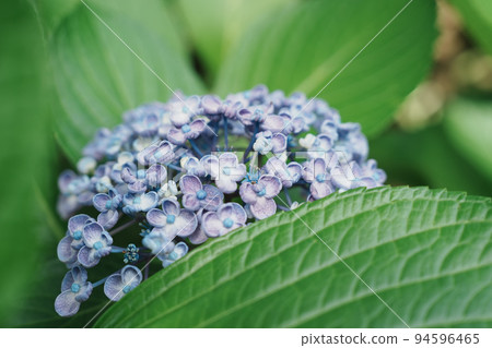 Hydrangea 94596465