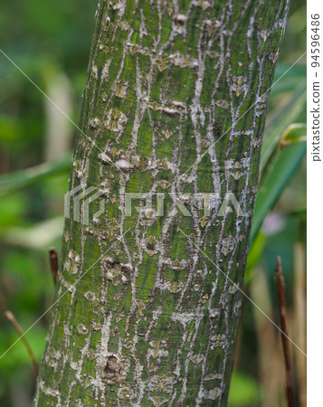 Bark of maple maple 94596486