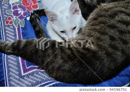 Jubei, a white cat innocently sucking mother cat's mother's milk Jubei, a white cat innocently sucking mother cat's mother's milk 94596791