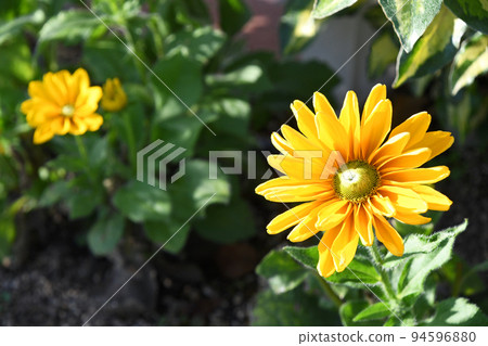 金光菊阿馬里洛金 金光菊阿馬里洛金 94596880