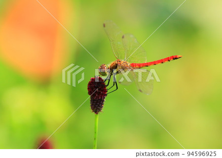 Autumn flowers burnet and red kane Autumn flowers burnet and red kane 94596925