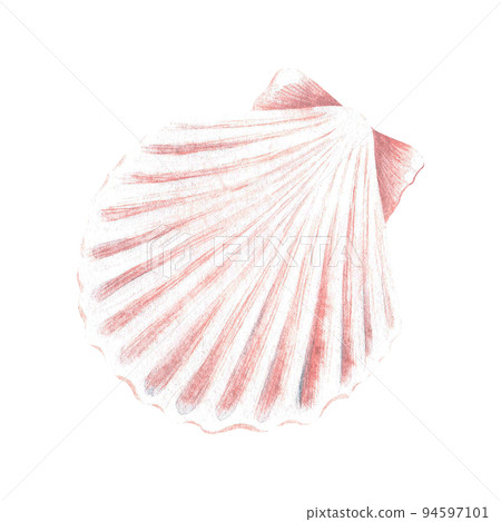 Pink scallop shell. Watercolor illustration. Isolated on a white background. Pink scallop shell. Watercolor illustration. Isolated on a white background. 94597101