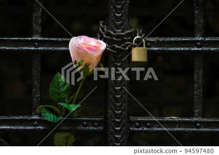 a rose tucked between the bars of a locked gate 94597480
