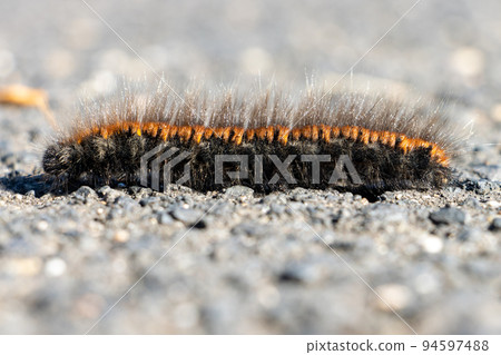 The caterpillar of the fox moth - Macrothylacia rubi, crawls on the road The caterpillar of the fox moth - Macrothylacia rubi, crawls on the road 94597488