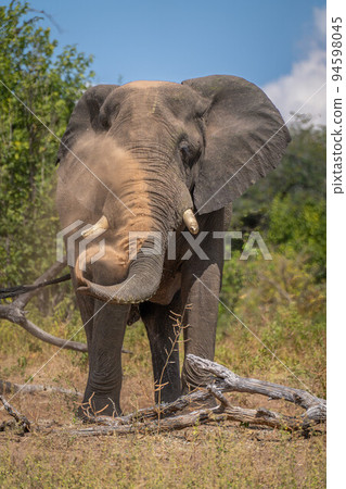 African elephant stands behind log spraying dust African elephant stands behind log spraying dust 94598045
