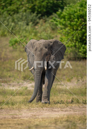 African bush elephant walks along sunlit riverbank 94598052