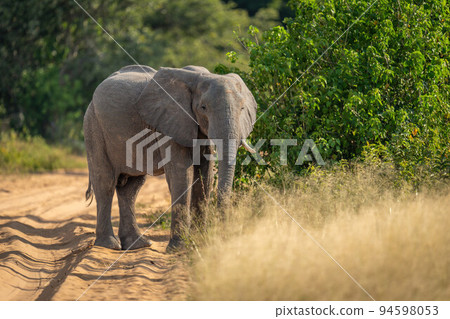 African elephant stands by track eyeing camera 94598053