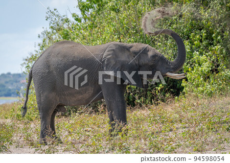 African elephant standing on riverbank throwing dust 94598054
