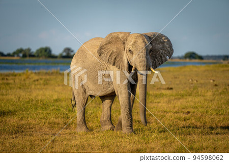 African elephant stands by river watching camera 94598062
