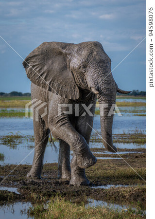African elephant covered in mud lifting foot African elephant covered in mud lifting foot 94598076