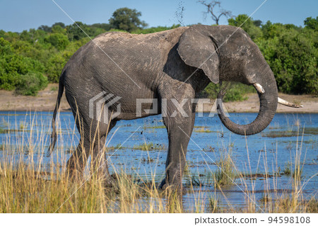 African elephant standing in river throwing mud 94598108