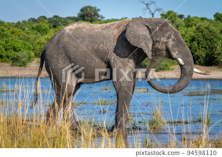 African elephant standing in river squirting mud 94598110