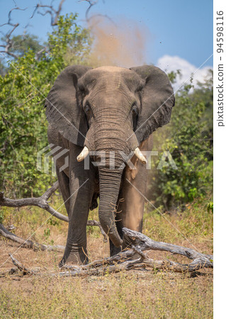 African elephant standing by log squirting dust African elephant standing by log squirting dust 94598116