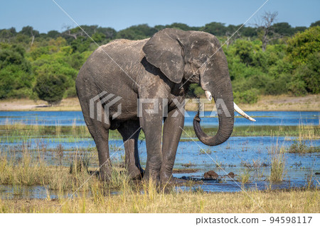 African elephant stands on floodplain squirting mud African elephant stands on floodplain squirting mud 94598117