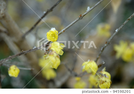 紅寶石花告訴春天 紅寶石花告訴春天 94598201