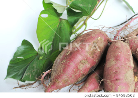 Sweet potato (after harvest) taking pictures 03 Sweet potato (after harvest) taking pictures 03 94598508