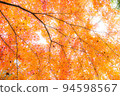 Autumn leaves when looking up 94598567