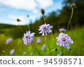 Highland's Matsumushiso 94598571