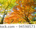 giant maple tree 94598573