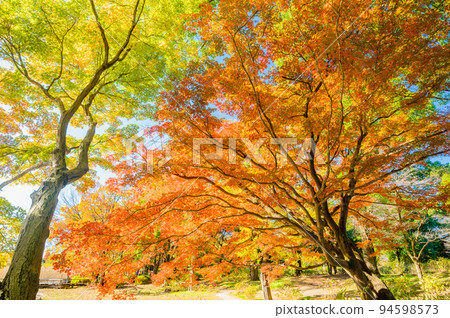 giant maple tree 94598573