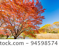 Maples under clear weather 94598574