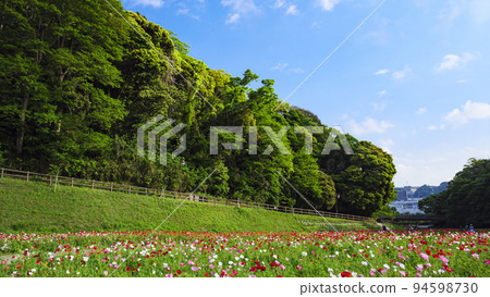 Kurihama flower country 94598730