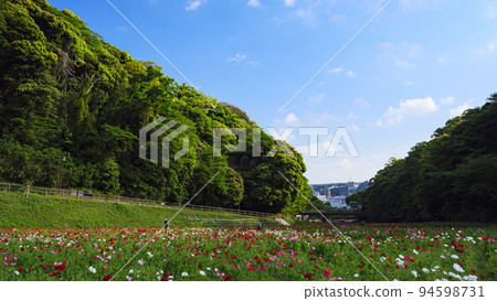 Kurihama flower country 94598731