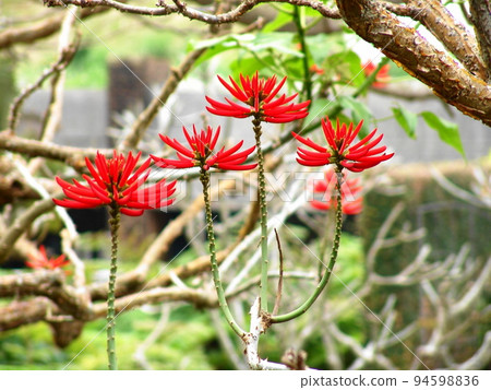 Red flower Tropical plant (March) Saihaideigo 03 Red flower Tropical plant (March) Saihaideigo 03 94598836
