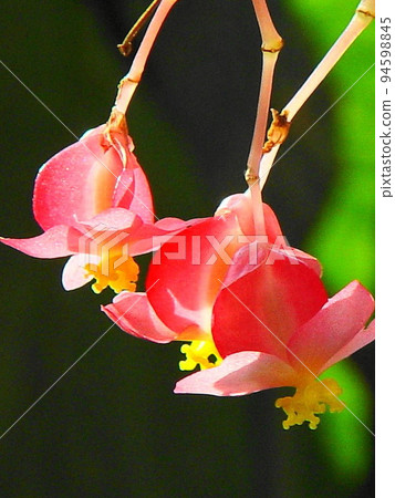 Red flower tropical plant (March) Kidachi begonia 04V3.4 94598845