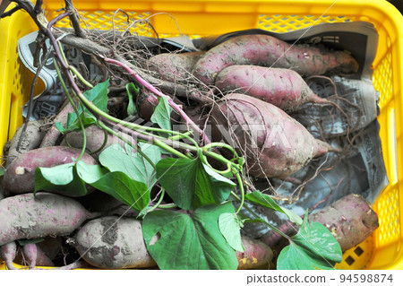 收穫箱 02 中的甘藷（收穫後） 94598874