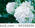 Out-of-season white hydrangeas 94598896
