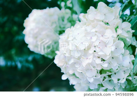 Out-of-season white hydrangeas 94598896