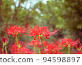 Cluster of cluster amaryllis in autumn 94598897
