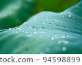 beautiful drops on lotus 94598899