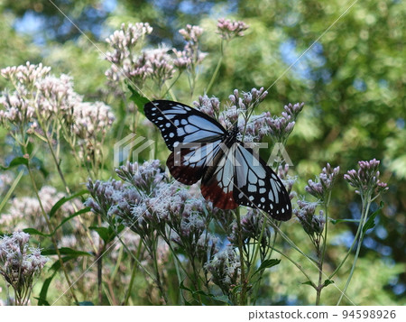 chestnut tiger butterfly butterfly chestnut tiger butterfly butterfly 94598926