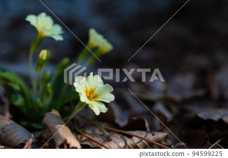 White primrose flowers in the forest closeup image of first spring flowers that growing in the forest. yellow flowers blossom close-up view. White primrose flowers in the forest closeup image of first spring flowers that growing in the forest. yellow flowers blossom close-up view. 94599225