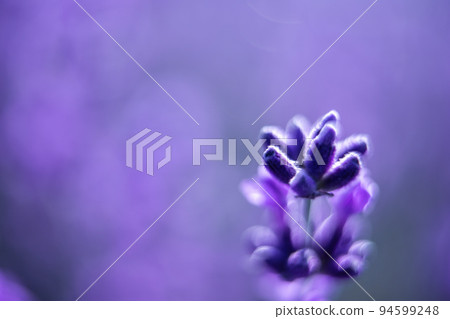 Lavender flower background with beautiful purple colors and bokeh lights. Blooming lavender in a field at sunset in Provence, France. Close up. Selective focus. 94599248