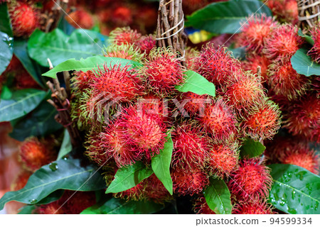 rambutan fruit sale in thai market rambutan fruit sale in thai market 94599334