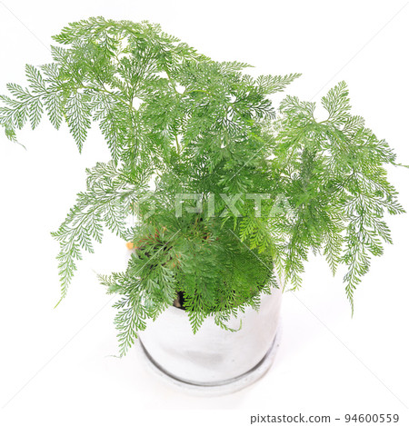 Ornamental plant, Tokiwashinobu leaf [white background] 94600559