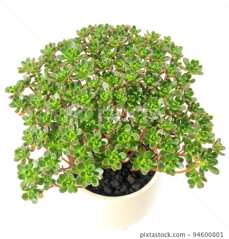 Succulents, Aeonium, dwarf festival leaves [white background] 94600801