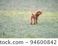Poodle looking back copy space 94600842