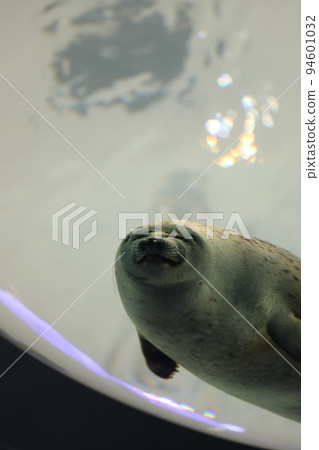[Osaka City Minato-ku Kaiyukan] A ringed seal peeking from the ceiling aquarium 94601032