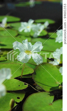 白色水生花卉熱帶植物（三月）Pleurotus 03V9.16 94601353