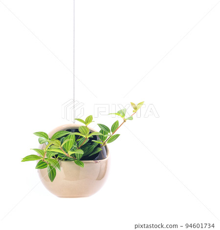 Hanging potted plant of foliage plant, Peperomia Follet [white background] 94601734